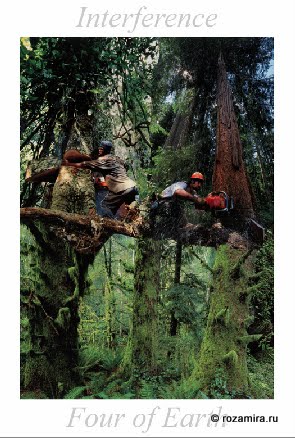 Nature Tarot by Jan Strube